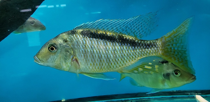 Taeniolethrinops furcicauda